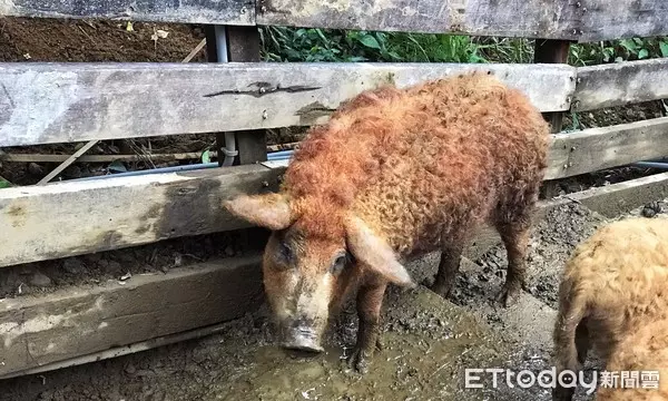 披著羊毛的豬!台灣引進「匈牙利國寶豬」外型萌翻眾人 售價竟是「普通豬的6倍」連毛都可以賣