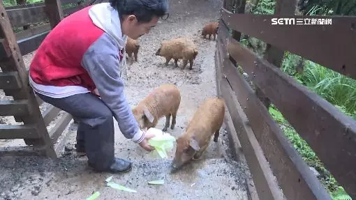 披著羊毛的豬!台灣引進「匈牙利國寶豬」外型萌翻眾人 售價竟是「普通豬的6倍」連毛都可以賣