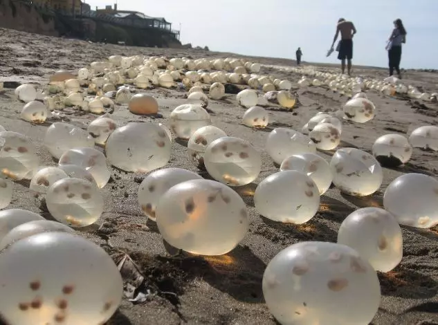 外星人下的蛋?巴西海邊突現大量「透明圓球」,遊客好奇想觸碰被當地人喝止:別碰牠!