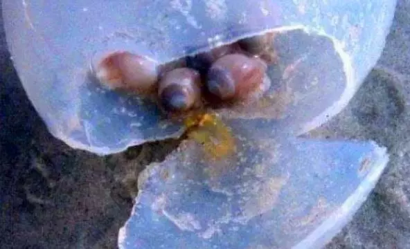 外星人下的蛋?巴西海邊突現大量「透明圓球」,遊客好奇想觸碰被當地人喝止:別碰牠!