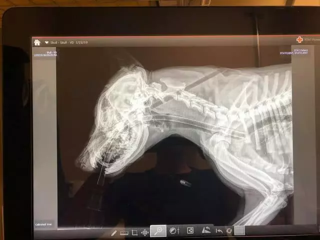 狗狗被箭貫穿身體,幸得獸醫搶救大難不死,獸醫懸賞過萬緝拿兇手