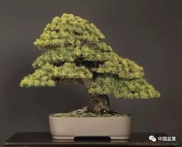 注意盆景養護細節 恪守盆景文化王道