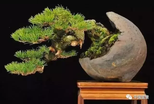注意盆景養護細節 恪守盆景文化王道