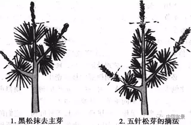 注意盆景養護細節 恪守盆景文化王道