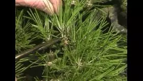 注意盆景養護細節 恪守盆景文化王道