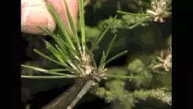 注意盆景養護細節 恪守盆景文化王道