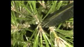 注意盆景養護細節 恪守盆景文化王道