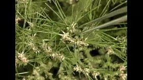 注意盆景養護細節 恪守盆景文化王道