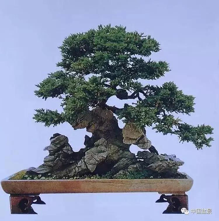 注意盆景養護細節 恪守盆景文化王道