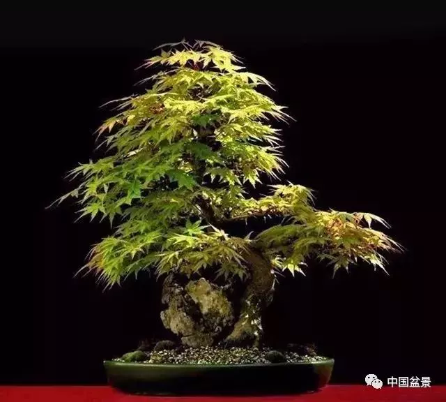 注意盆景養護細節 恪守盆景文化王道