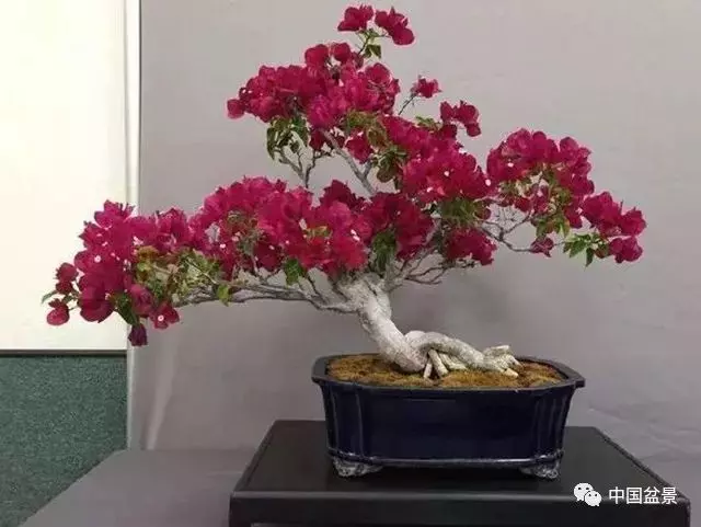 注意盆景養護細節 恪守盆景文化王道