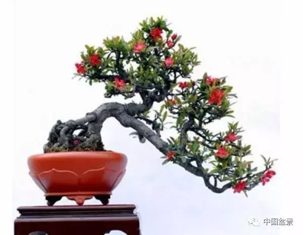注意盆景養護細節 恪守盆景文化王道