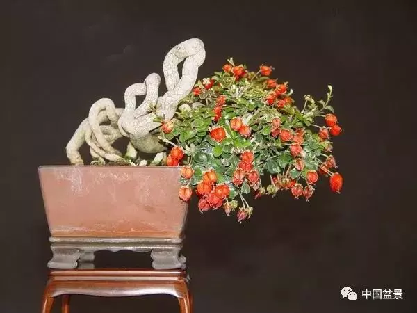 注意盆景養護細節 恪守盆景文化王道