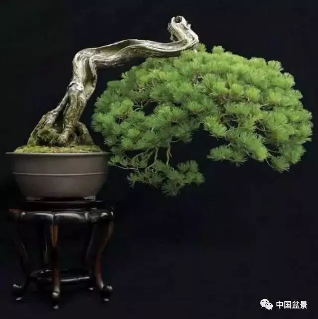注意盆景養護細節 恪守盆景文化王道