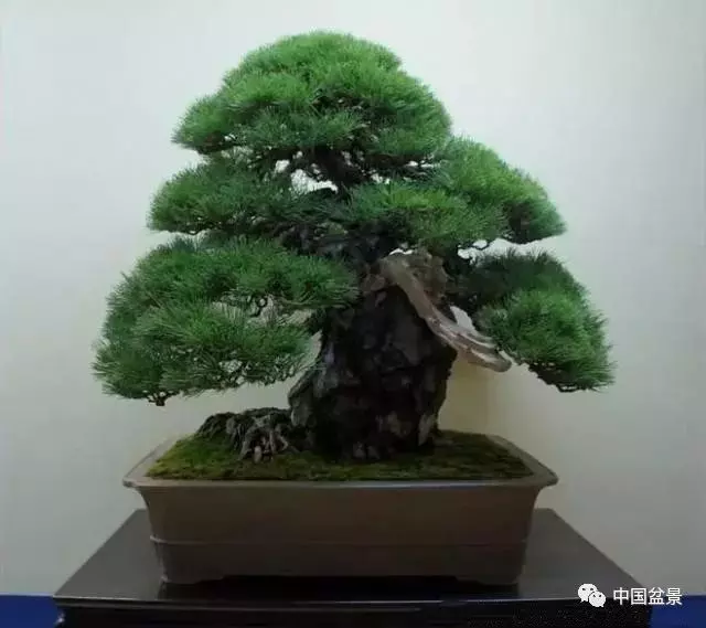 注意盆景養護細節 恪守盆景文化王道