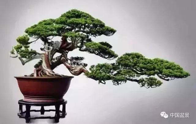 注意盆景養護細節 恪守盆景文化王道