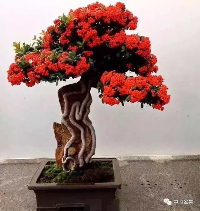 注意盆景養護細節 恪守盆景文化王道