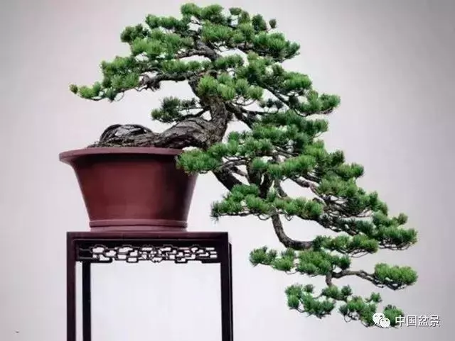 注意盆景養護細節 恪守盆景文化王道