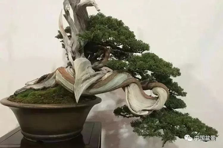 松柏類盆景的造型與管理技巧