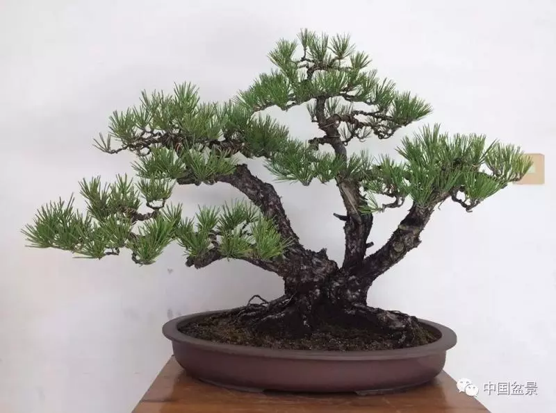 松柏類盆景的造型與管理技巧