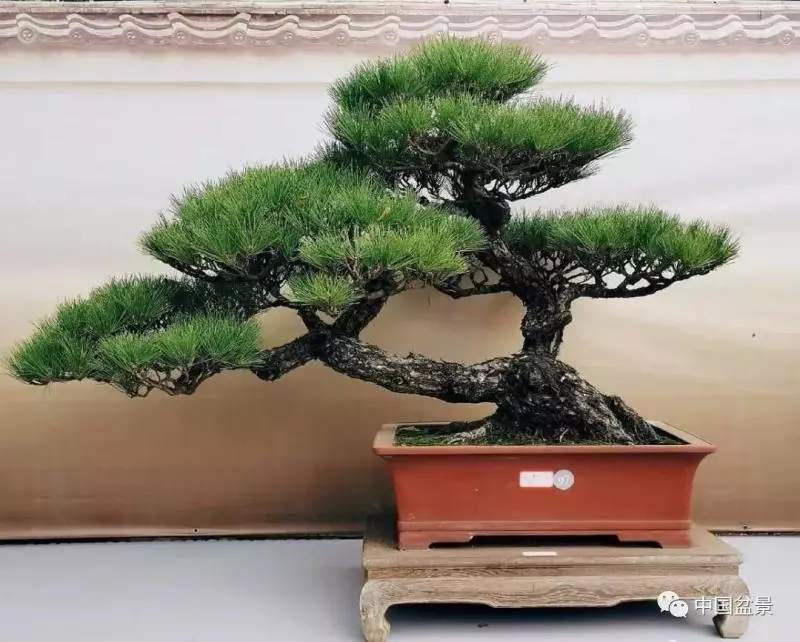 松柏類盆景的造型與管理技巧
