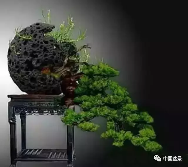 松柏類盆景的造型與管理技巧