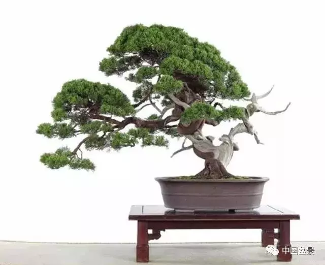 松柏類盆景的造型與管理技巧