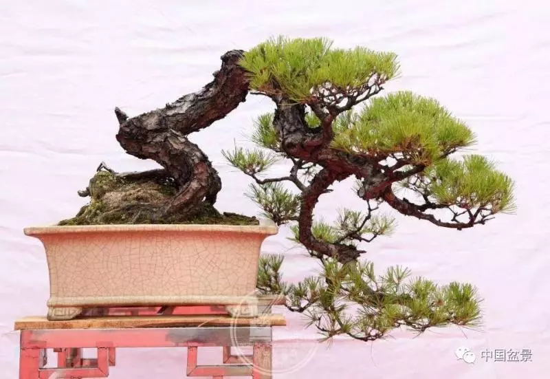 松柏類盆景的造型與管理技巧