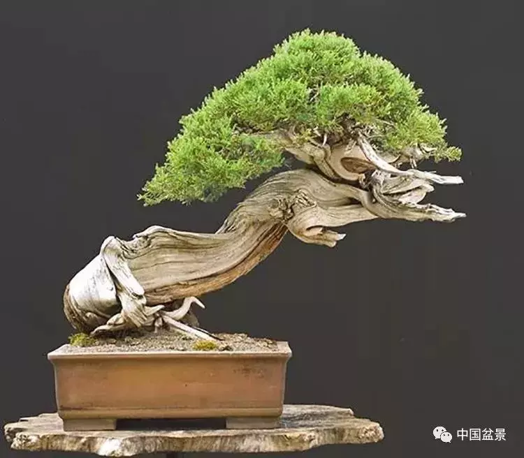 松柏類盆景的造型與管理技巧