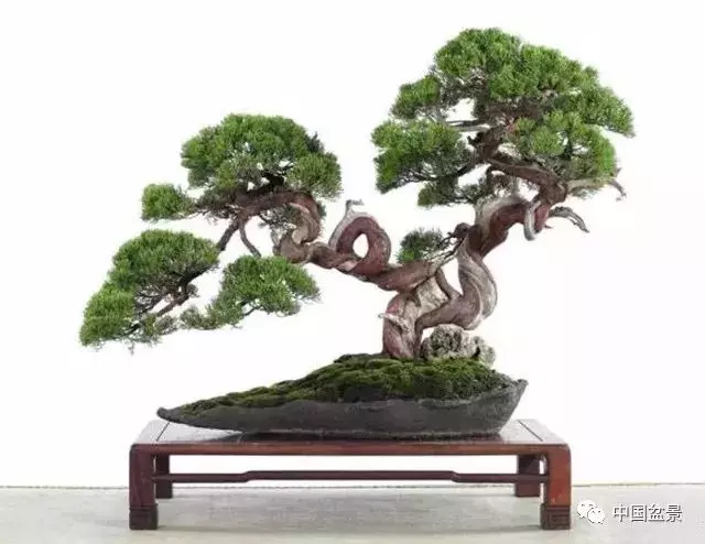 松柏類盆景的造型與管理技巧
