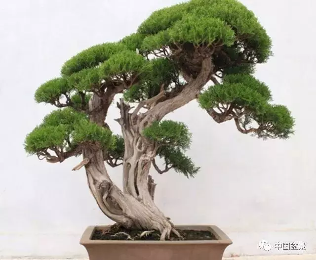 松柏類盆景的造型與管理技巧
