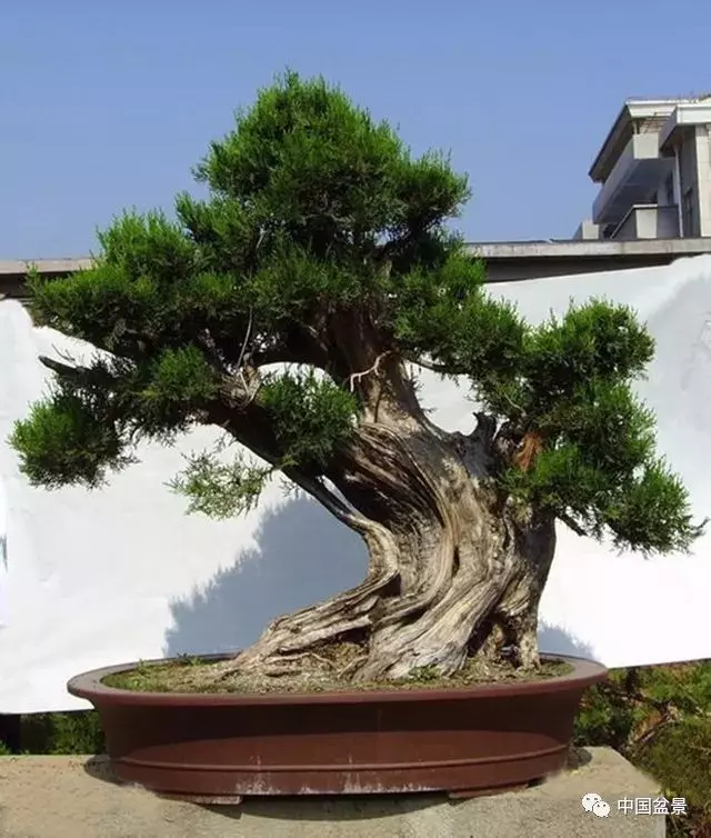 松柏類盆景的造型與管理技巧
