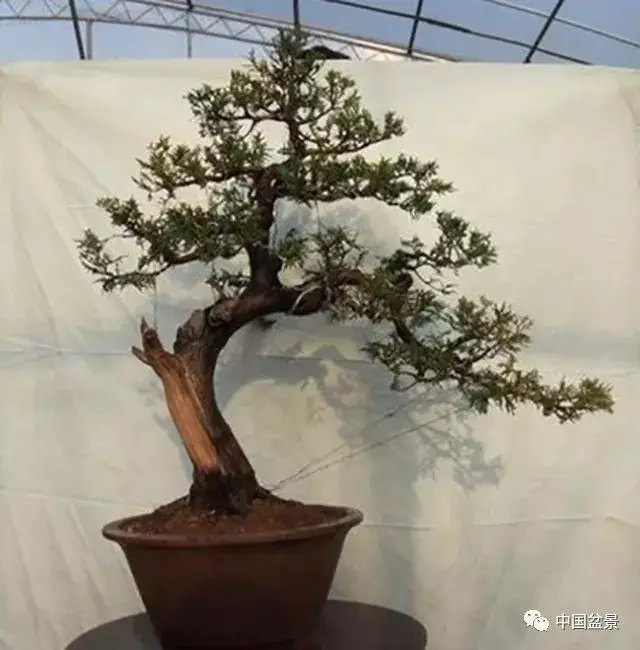 松柏類盆景的造型與管理技巧