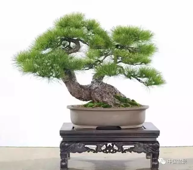 松柏類盆景的造型與管理技巧