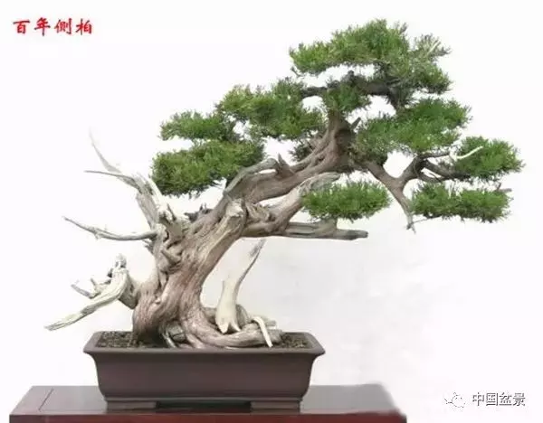 松柏類盆景的造型與管理技巧