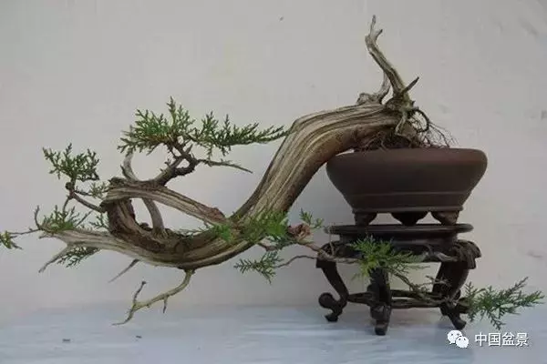 松柏類盆景的造型與管理技巧