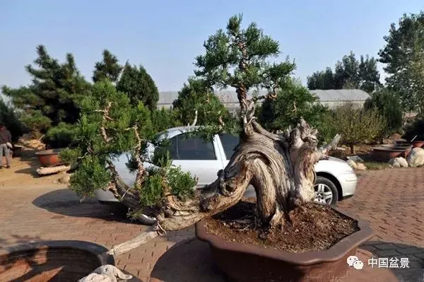 松柏類盆景的造型與管理技巧