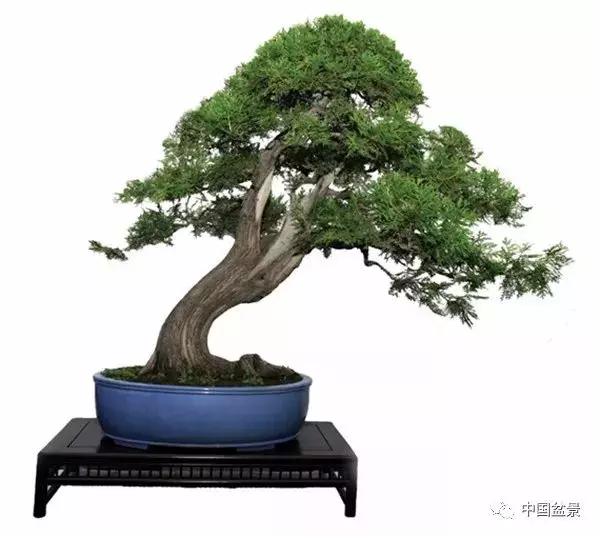 松柏類盆景的造型與管理技巧