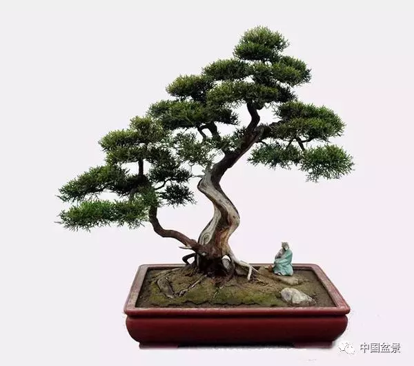 松柏類盆景的造型與管理技巧