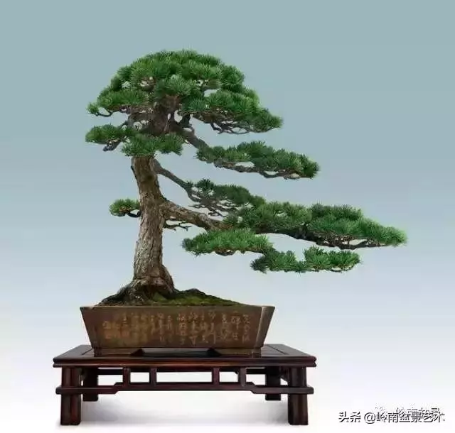 玩樹不玩松,到老一場空?