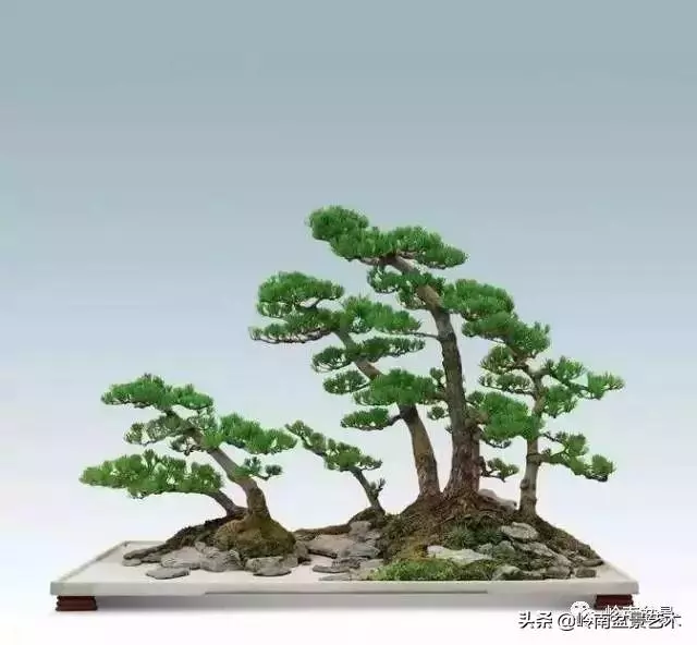 玩樹不玩松,到老一場空?