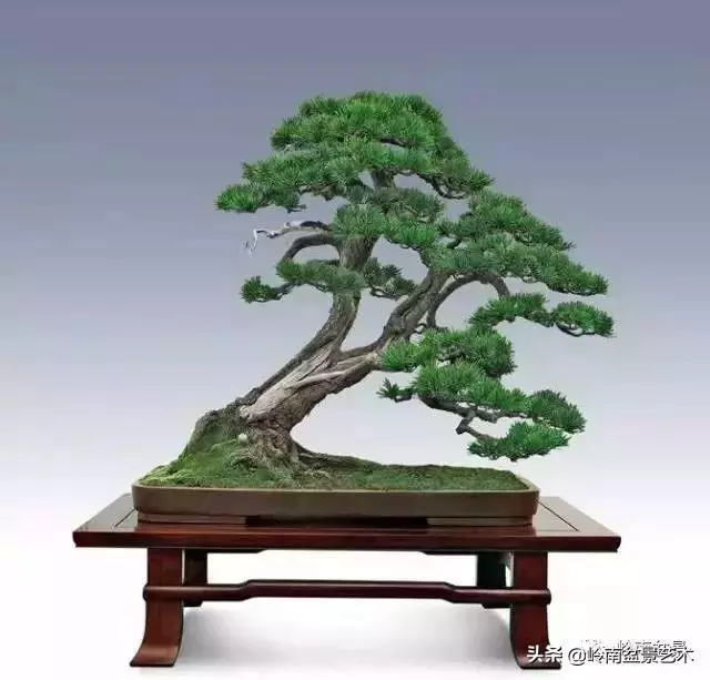 玩樹不玩松,到老一場空?