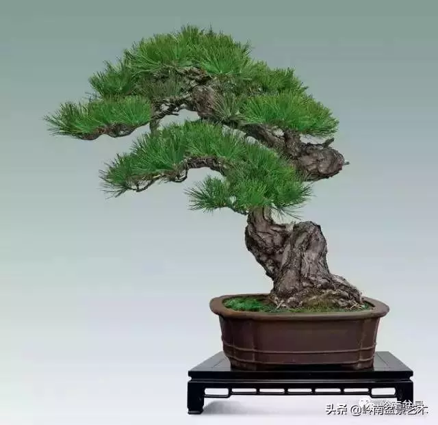 玩樹不玩松,到老一場空?