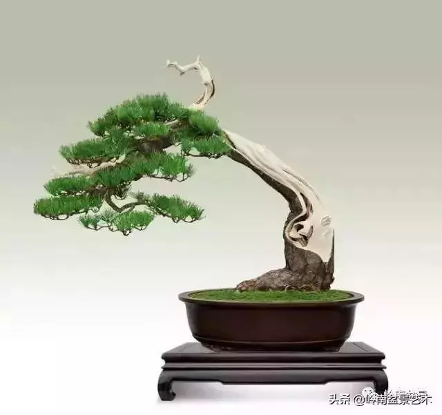 玩樹不玩松,到老一場空?