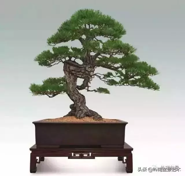 玩樹不玩松,到老一場空?