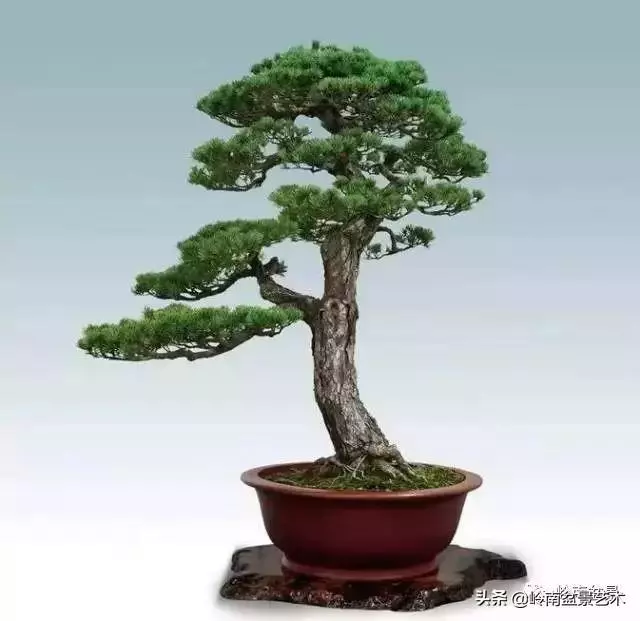 玩樹不玩松,到老一場空?