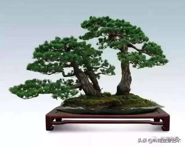 玩樹不玩松,到老一場空?