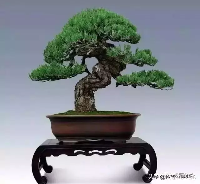 玩樹不玩松,到老一場空?