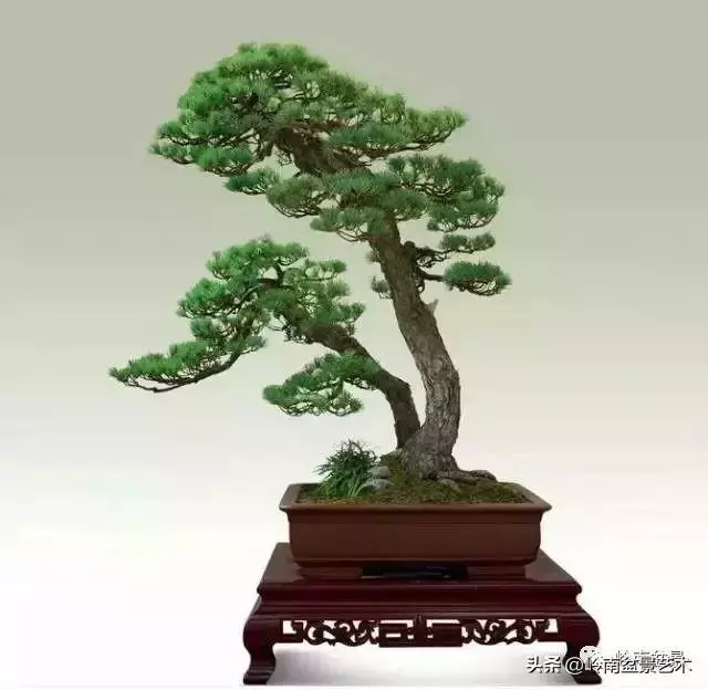 玩樹不玩松,到老一場空?