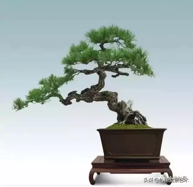 玩樹不玩松,到老一場空?